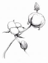 Cotton Plant Drawing Drawings Clipart Clip Illustration Choose Board Cliparts sketch template