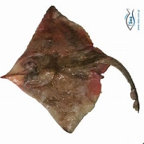 Image result for "raja Alba". Size: 206 x 206. Source: shark-references.com