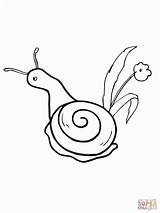 Snail Coloring Pages Gary Printable Shell Flower Drawing Snails Clipartbest Getcolorings Supercoloring Color Print Realistic Getdrawings Clipart Choose Board sketch template
