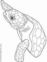 Turtle Loggerhead Tortue Ocean Coloring Dessin Turtles Info Coloriage Gif Colouring sketch template