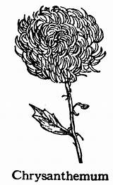 Chrysanthemum Flower sketch template