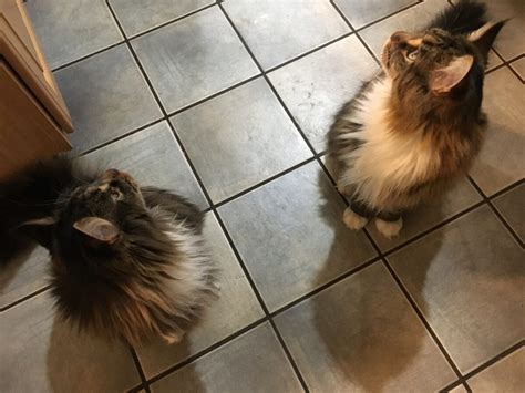 do you think daddy is going to give us whipped cream two maine coon