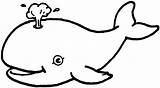 Whale Coloring Beluga Pages Animals Sheet Color Animal sketch template