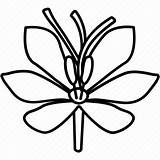 Saffron Coloring Crocus Flower Icon Spice Dye Threads Herbs Spices Editor Open sketch template