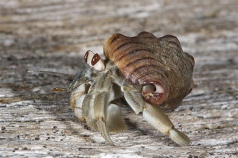 hermit crabs socialize  evict  neighbors berkeley news