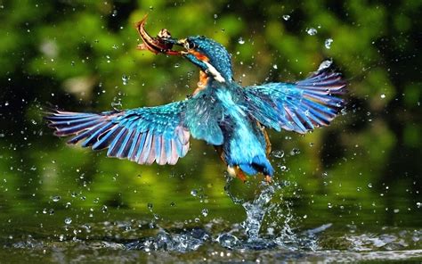 picture exotic beautiful bird wings colourful feathers
