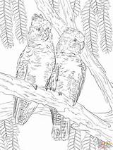 Gang Coloring Galah Pages Cockatoos Grocery Printable Drawing Australian Animals Drawings Coloringbay Template Categories 480px 07kb Supercoloring sketch template