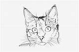 Cat Head Drawing Line Coloring Drawings Nicepng Sketch Paintingvalley sketch template