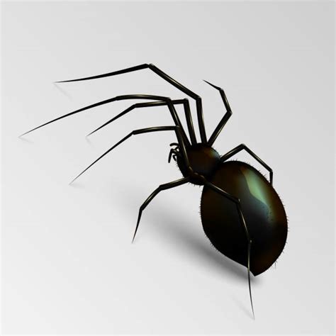 Spider Legs Illustrations Royalty Free Vector Graphics And Clip Art Istock