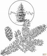 Spruce Picea Supercoloring Colorare Sitka sketch template