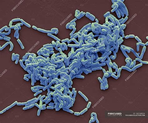 illustration  lactobacillus colony micrograph knot stock photo