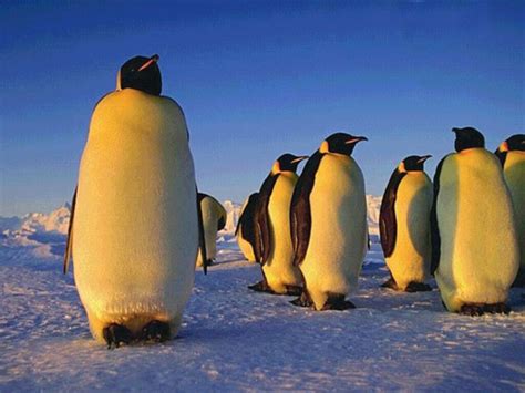 Pinguins Eu Gosto De Animais