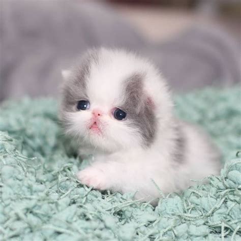 tiny cute kitten cats foto  fanpop