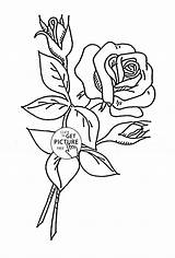 Coloring Bud Rose Buds Pages Designlooter Printables Flower Kids 54kb 1000 sketch template