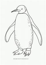Penguin Coloring Pages Emperor Printable Clipart Adelie Chinstrap Funny Gentoo Penguins Google U8hiddtziyc Gif Result Color Cliparts Library Ausmalen Sheets sketch template