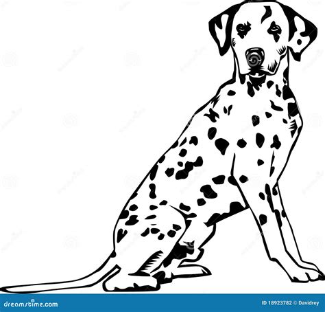 dalmatian stock photography image