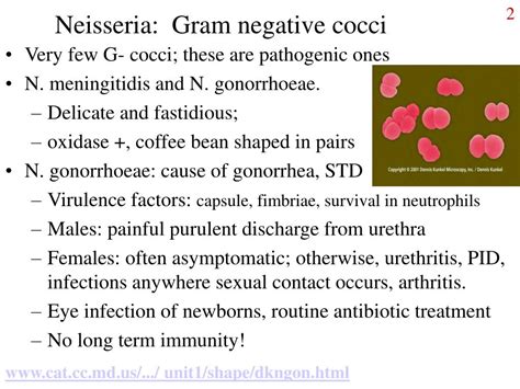 Ppt Gram Negative Rods And Cocci Powerpoint Presentation
