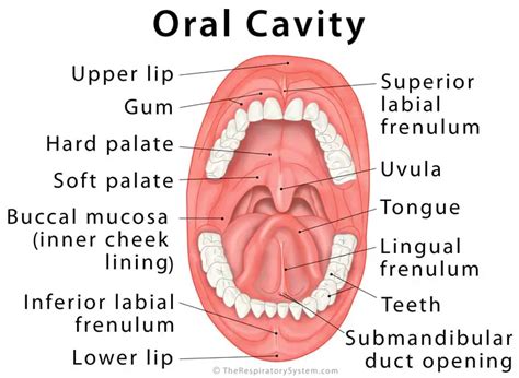 oral cavity definition anatomy functions diagram