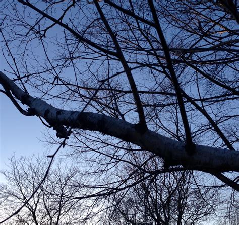 hanging tree branches