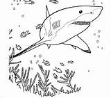 Shark Coloring Pages Printable Realistic Cute Bull Print Colouring Great Drawing Outline Color Sheets Getdrawings Getcolorings Sketch Hammerhead Ocean Colorings sketch template