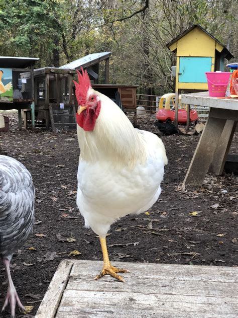 rooster yoga winterpast farm