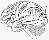 Coloring Getdrawings Anatomical Pages Brain sketch template