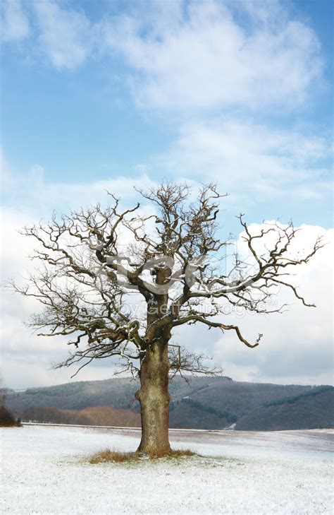 single  bare oak tree  winter stock  freeimagescom