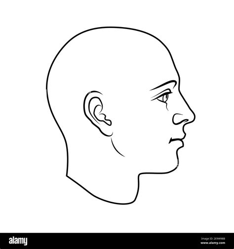 hand drawn model  human head  side view black  white outline