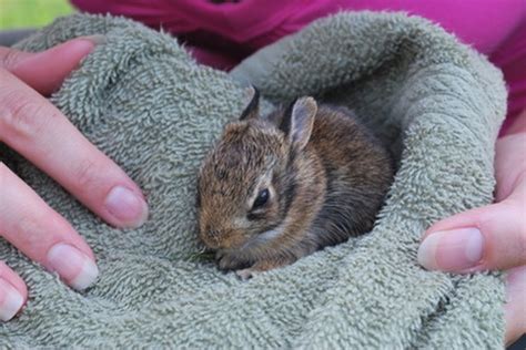 ¿cómo cuidar a un conejo bebé silvestre