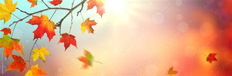 autumn background banner  colorful falling leaves  sunlight