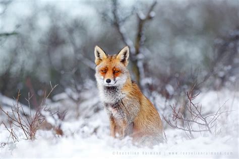 Red Foxes In The Snow The Story Behind