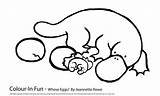 Platypus Coloring Pages Drawing Eggs Reproduction Template Getdrawings Print sketch template