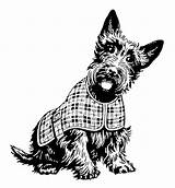 Scottie Scottish Dog Terrier Clip Clipart Dogs Coat Illustrations Illustration Scotty Plaid Drawing Vector Schnauzer Cliparts Line Graphics Drawings Scotland sketch template