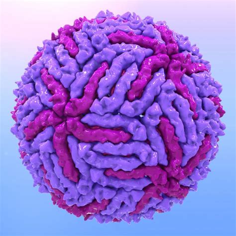zika virus envelope protein the native antigen company