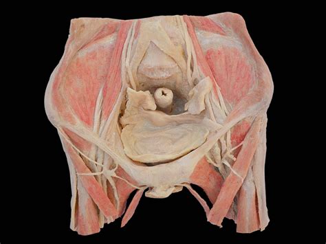 Female Pelvic Organs Human Body Plastination Male Pelvis Medical