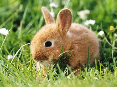 pound  pound bunnies