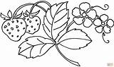 Fragola Fiore Printable Colorare Plant Disegni sketch template