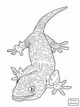 Gecko Leopard Drawing Coloring Pages Getdrawings Lizard Kids sketch template