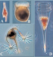 Afbeeldingsresultaten voor "Xystonellopsis Ornata". Grootte: 173 x 185. Bron: www.researchgate.net