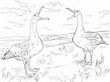 Albatross Coloring Pages Realistic Coloringbay sketch template