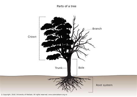 parts   tree tree diagram tree coloring page tree