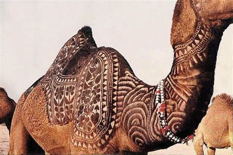 amazing art  camels