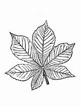 Chestnut Leaves Colorkid Coloring Kids sketch template