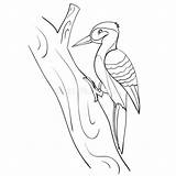 Woodpecker Specht Baum Weißen Hintergrundvektor Objekt Isolierten Entwurfszeichnung Sitzt Malbuch sketch template