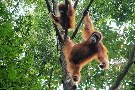 Scientists Are Introducing Orangutans To Online Dating