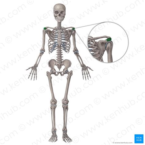 Pelvis Anatomy Bones Joints Ligaments And Foramina