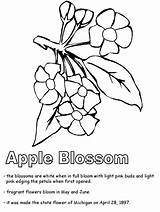 Coloring Apple Arkansas Blossom Pages Michigan Drawing Clipart Razorback Printable Flower State Razorbacks Getdrawings Color Kidzone Ws Line Symbols Bloom sketch template