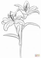 Lily Coloring Stargazer Pages Getcolorings Printable Print Color sketch template