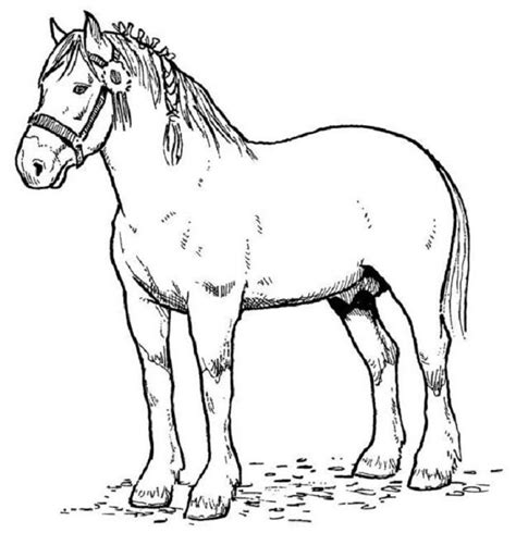 horse coloring pages  coloring pages