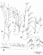 Afbeeldingsresultaten voor "bathyporeia Gracilis". Grootte: 147 x 185. Bron: www.researchgate.net